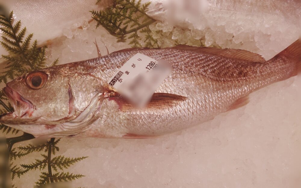 大分県臼杵市特産の魚「カマガリ」