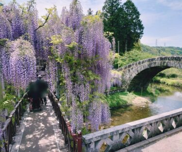 【藤の花の名所・西寒田神社】春の陽差しに映える紫