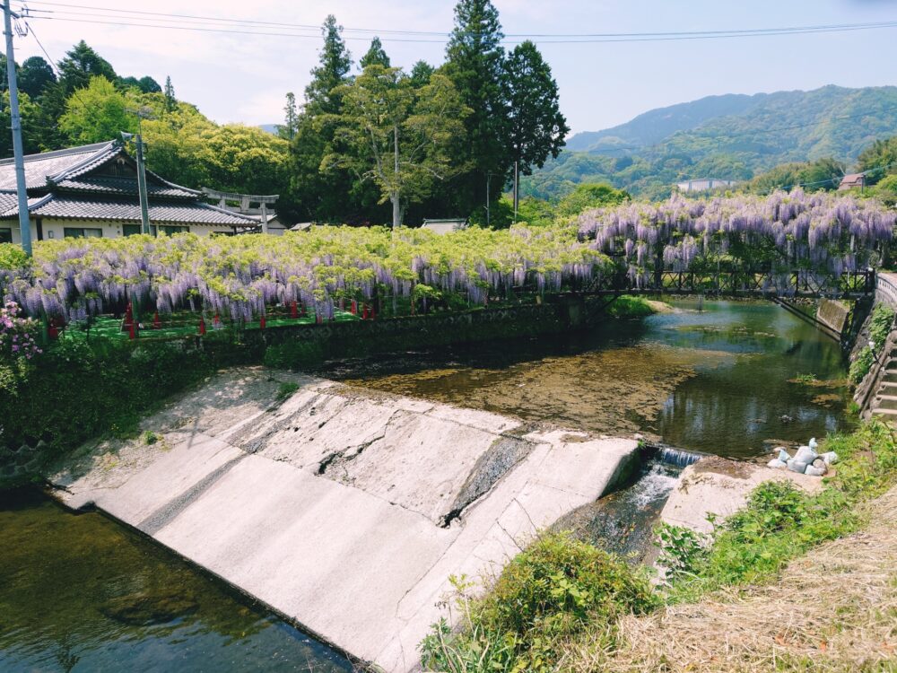 【藤の花の名所・西寒田神社】やわらかい春の陽差しに映える紫