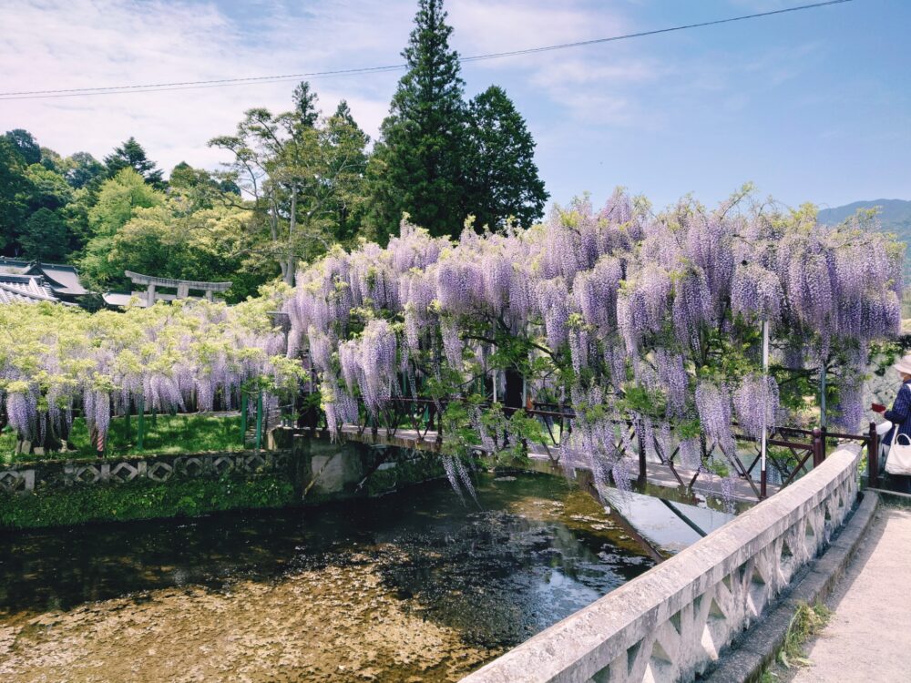 【藤の花の名所・西寒田神社】やわらかい春の陽差しに映える紫