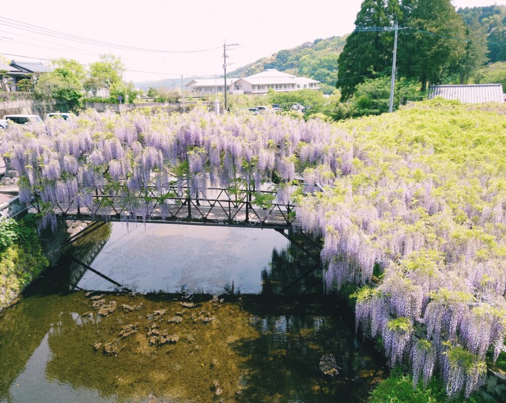 【藤の花の名所・西寒田神社】やわらかい春の陽差しに映える紫